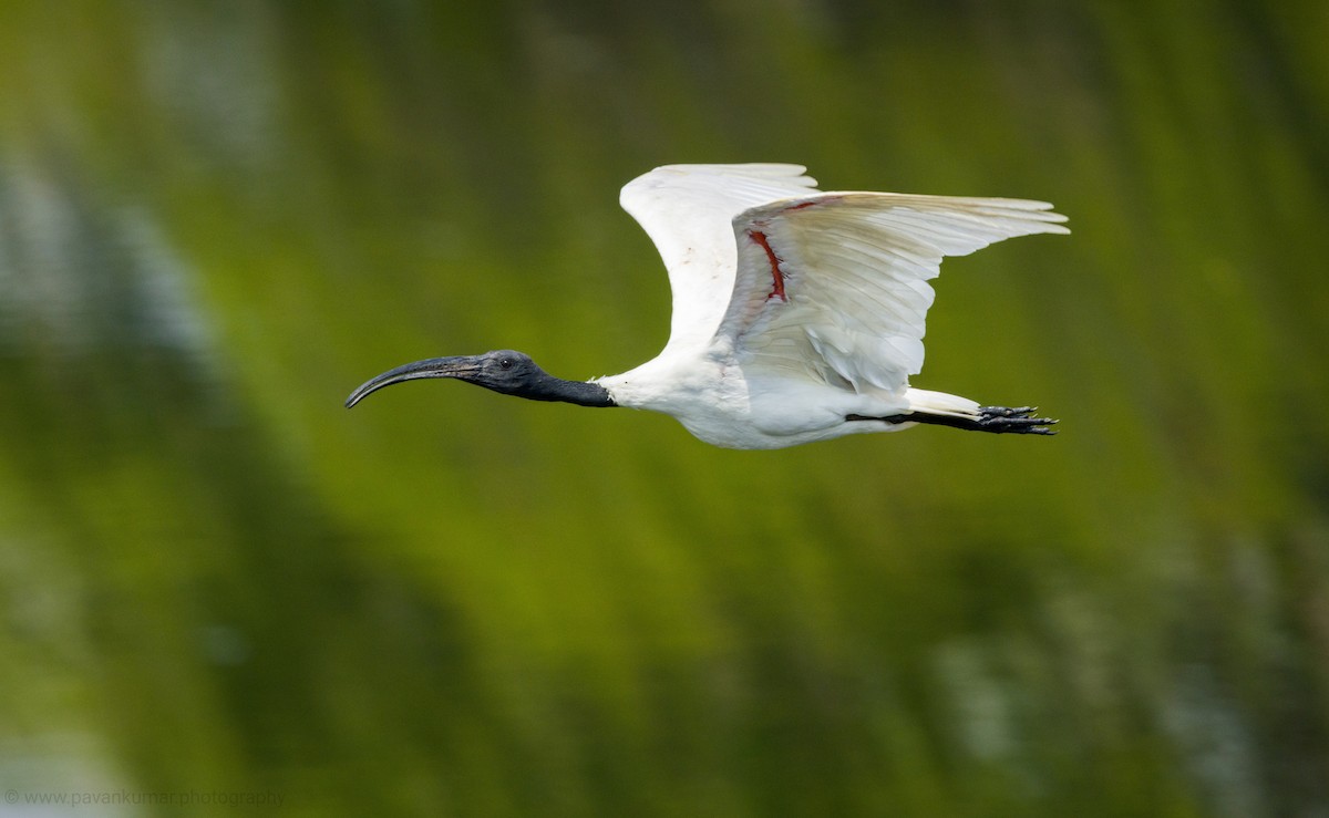 ibis černohlavý - ML616092501