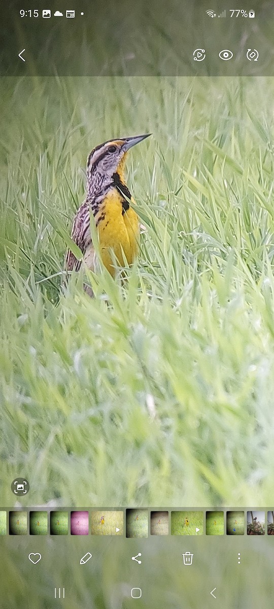 Eastern Meadowlark - ML616092525