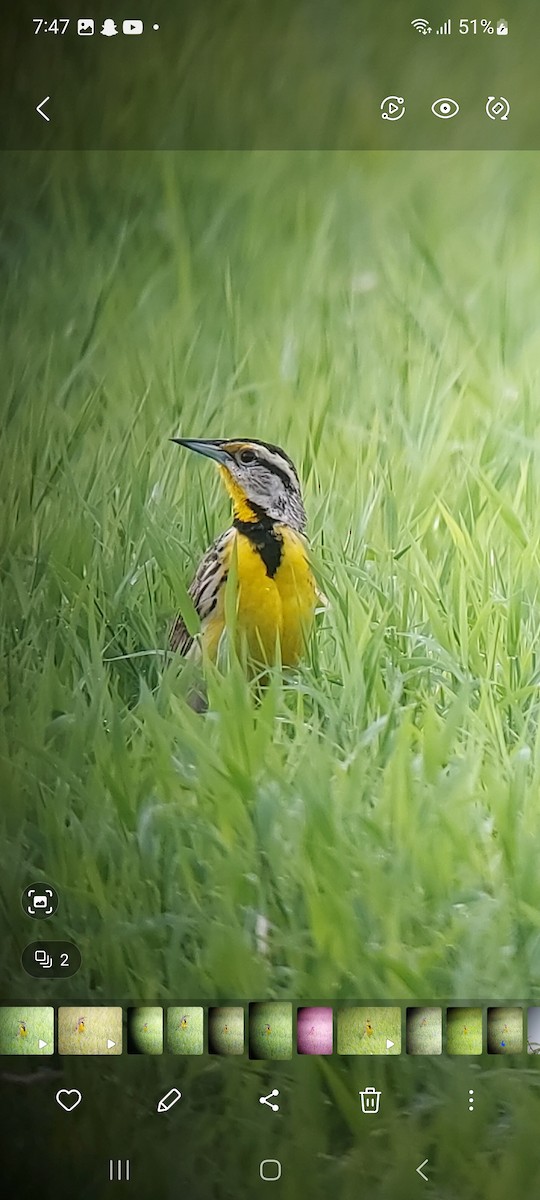 Eastern Meadowlark - ML616092526
