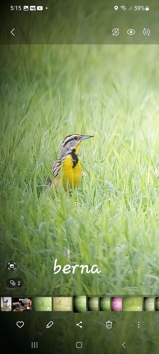 Eastern Meadowlark - ML616092527
