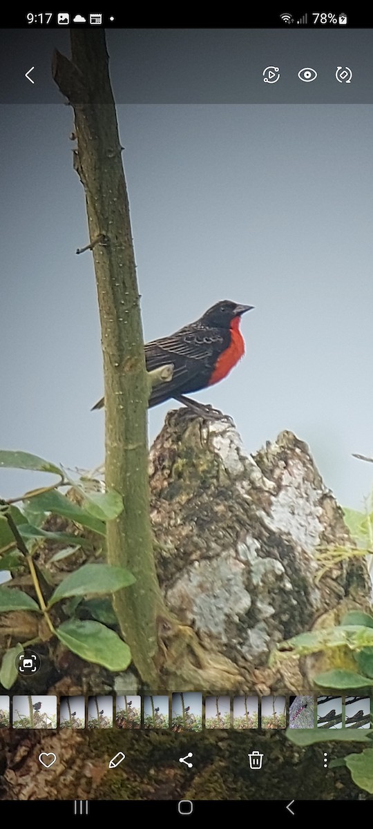 Red-breasted Meadowlark - ML616092536
