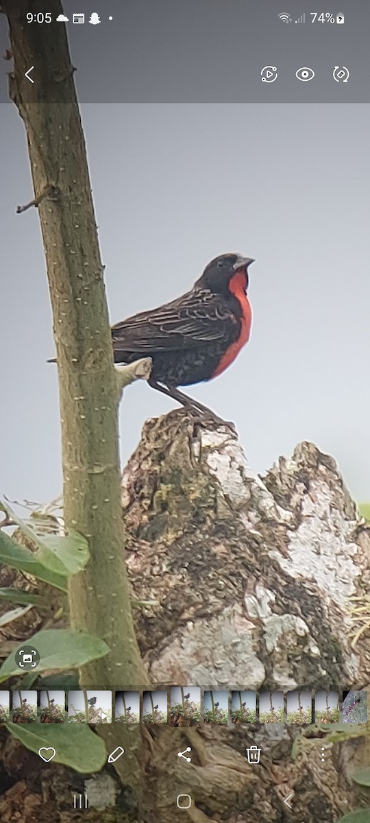Red-breasted Meadowlark - ML616092537