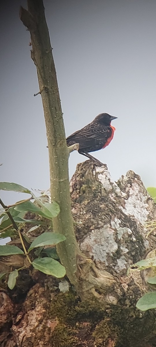Red-breasted Meadowlark - ML616092538