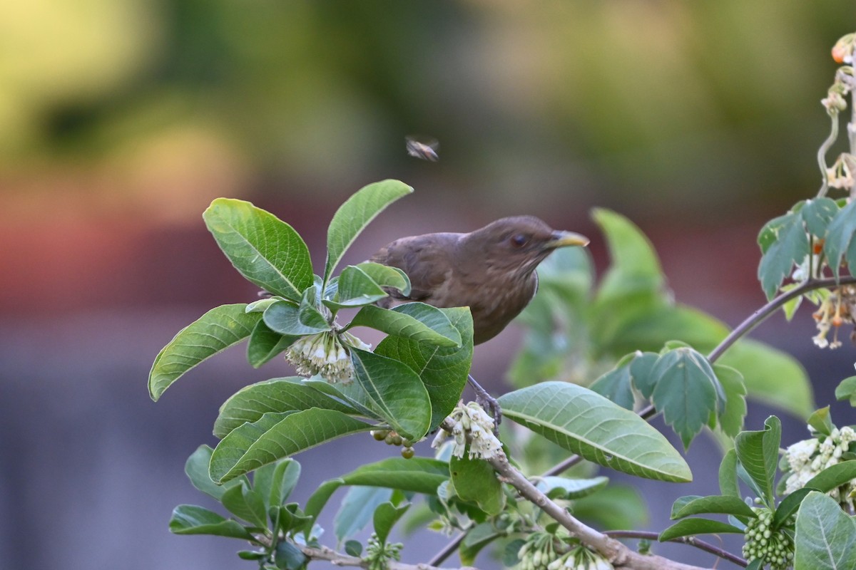 Clay-colored Thrush - Robert G. Buckert