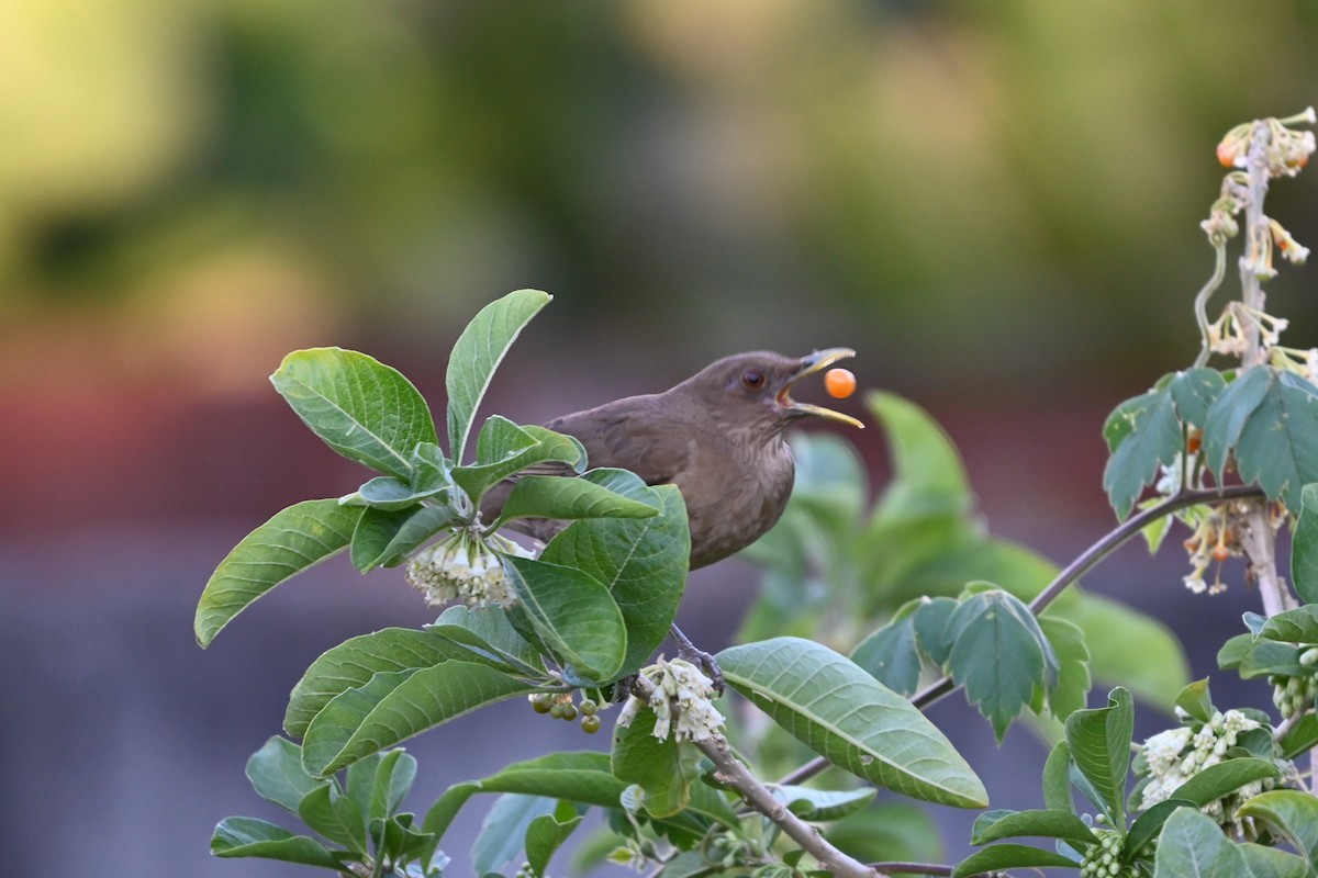 Clay-colored Thrush - Robert G. Buckert