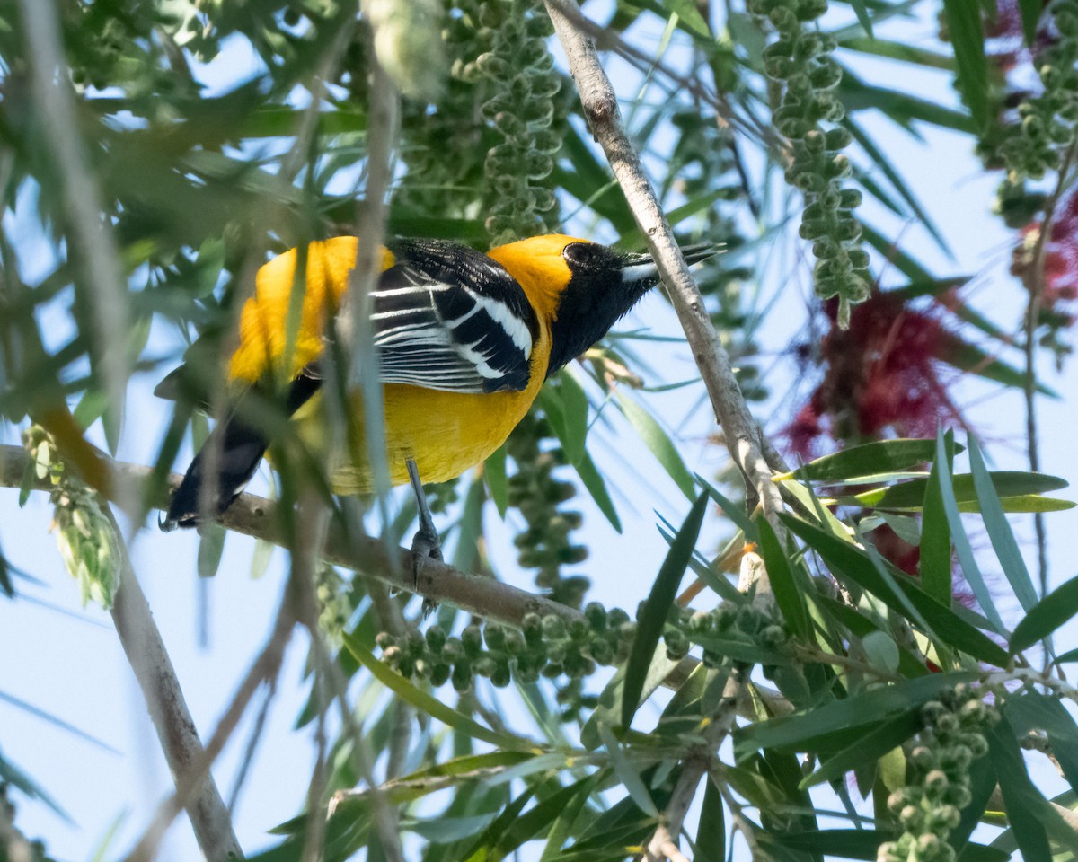 Turpial Enmascarado - ML616092757