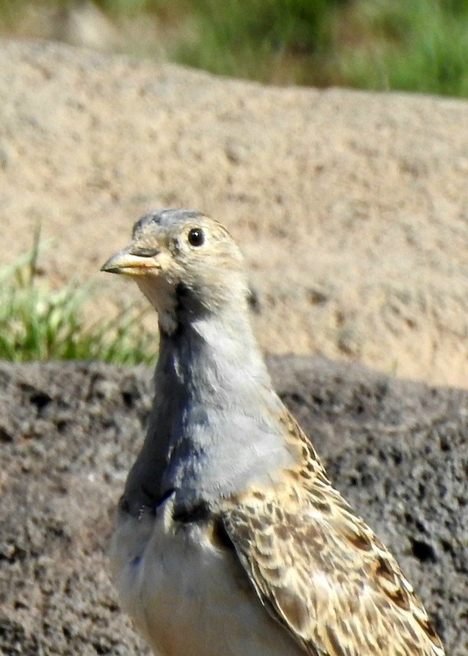 Gray-breasted Seedsnipe - ML616092766