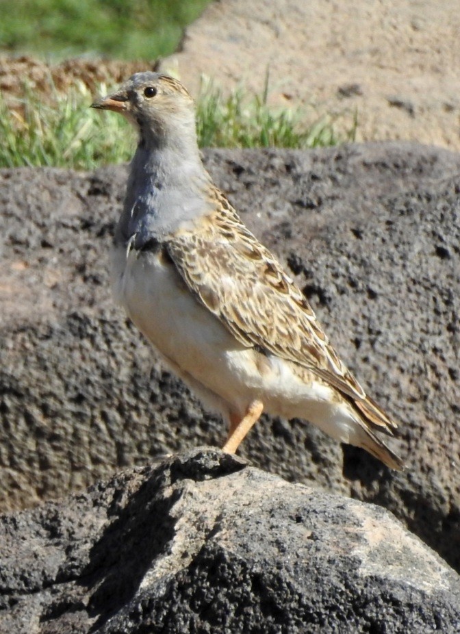 Gray-breasted Seedsnipe - Fernando Muñoz