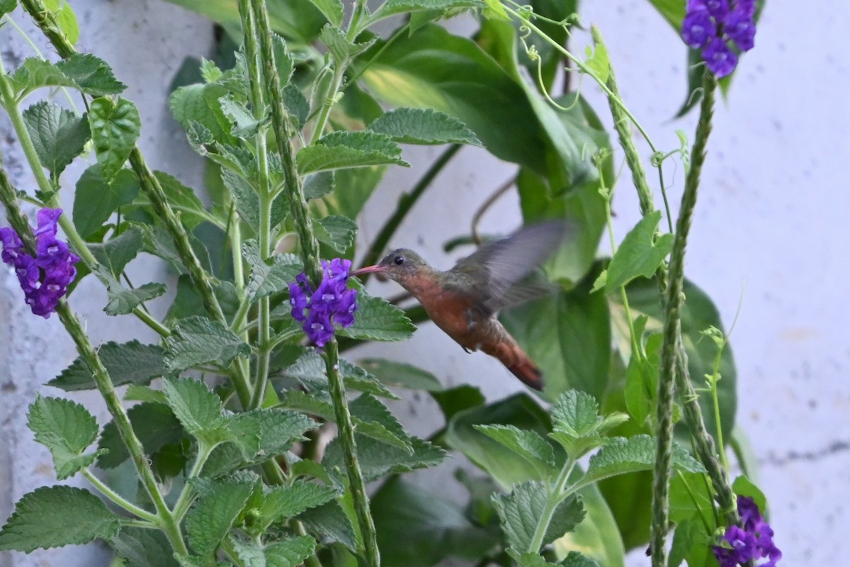 Cinnamon Hummingbird - Robert G. Buckert