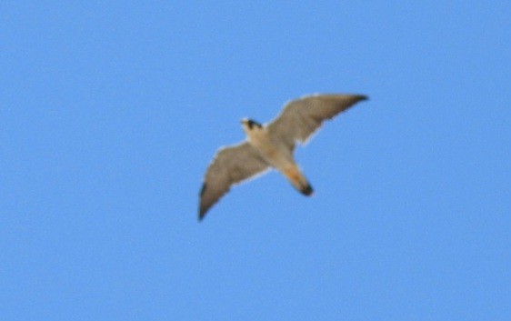 Peregrine Falcon - ML616092778