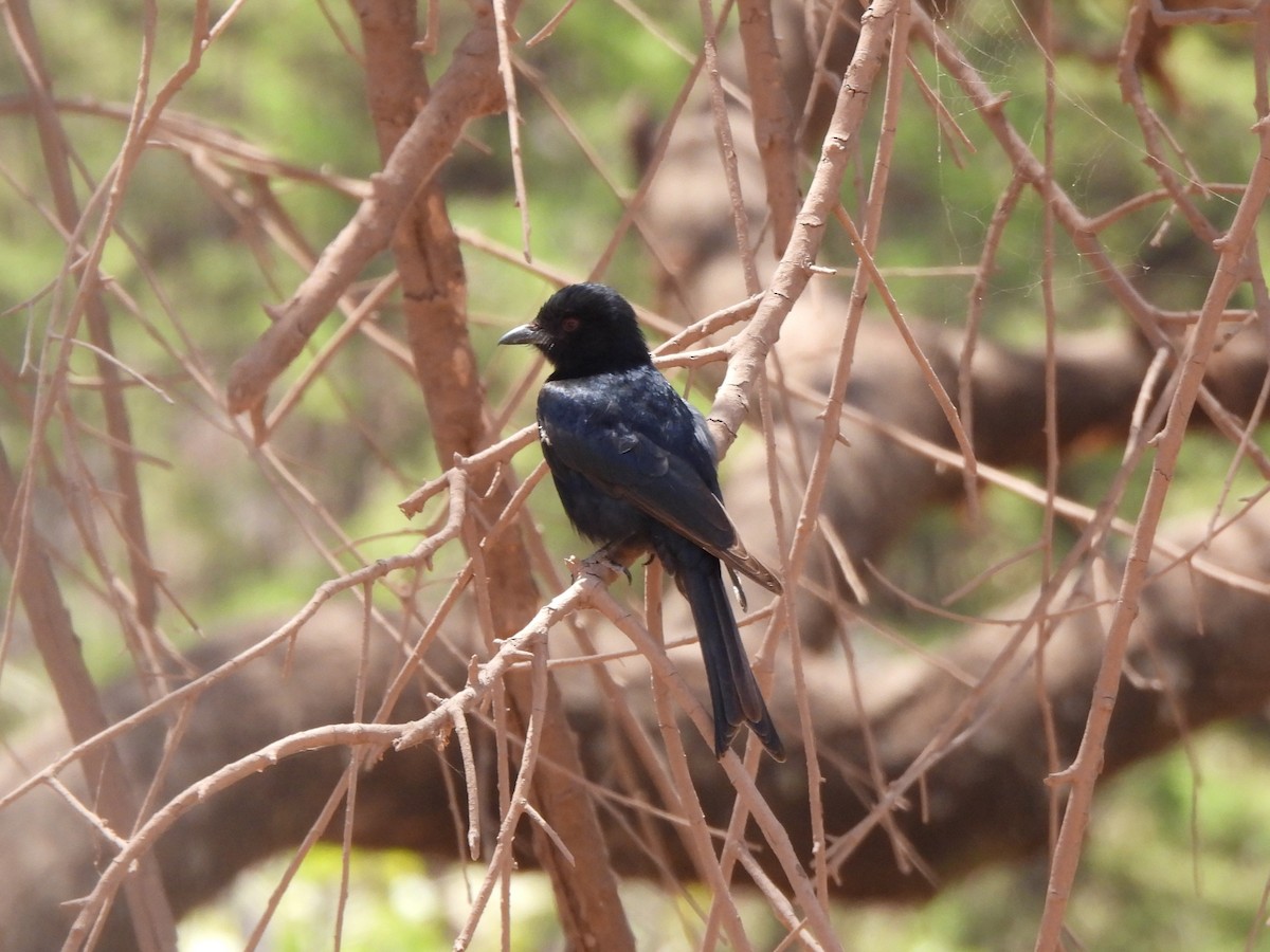 Fork-tailed Drongo - ML616092780