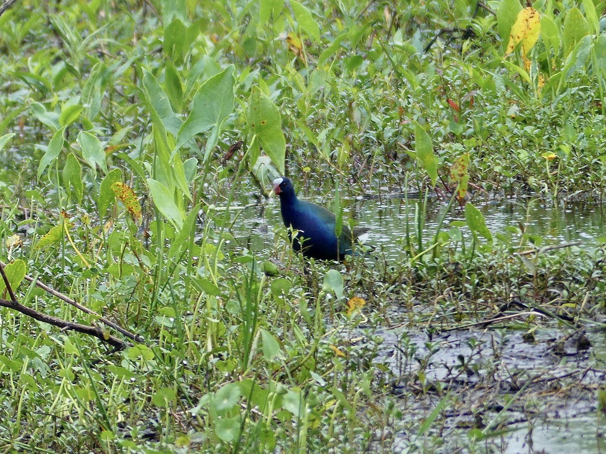 Purple Gallinule - ML616092782