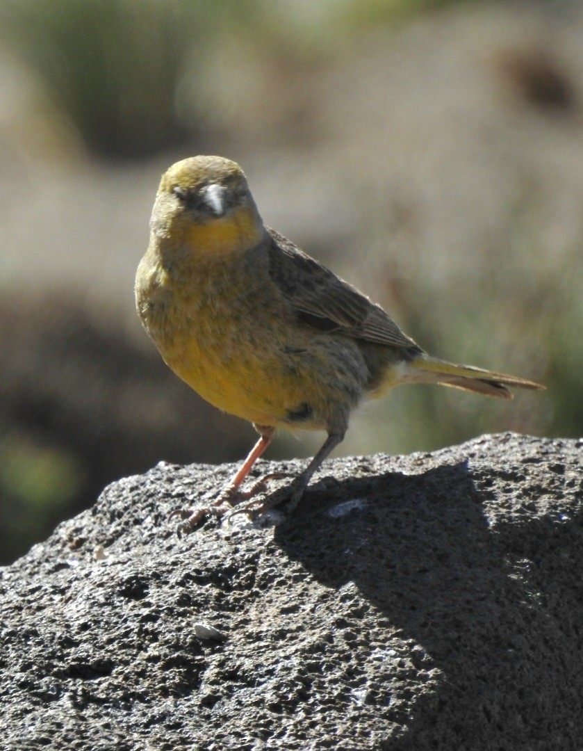 Greater Yellow-Finch - ML616092843