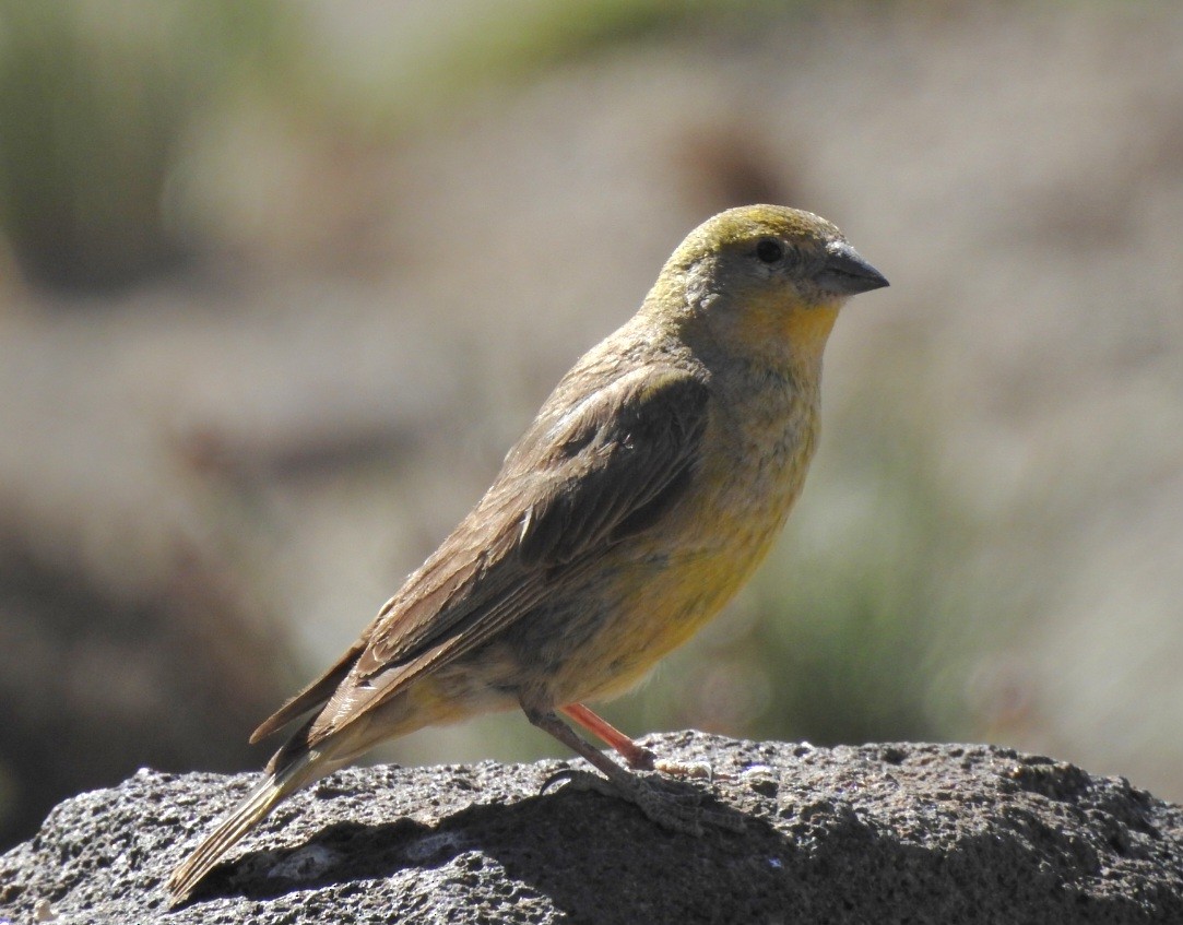 Greater Yellow-Finch - ML616092846