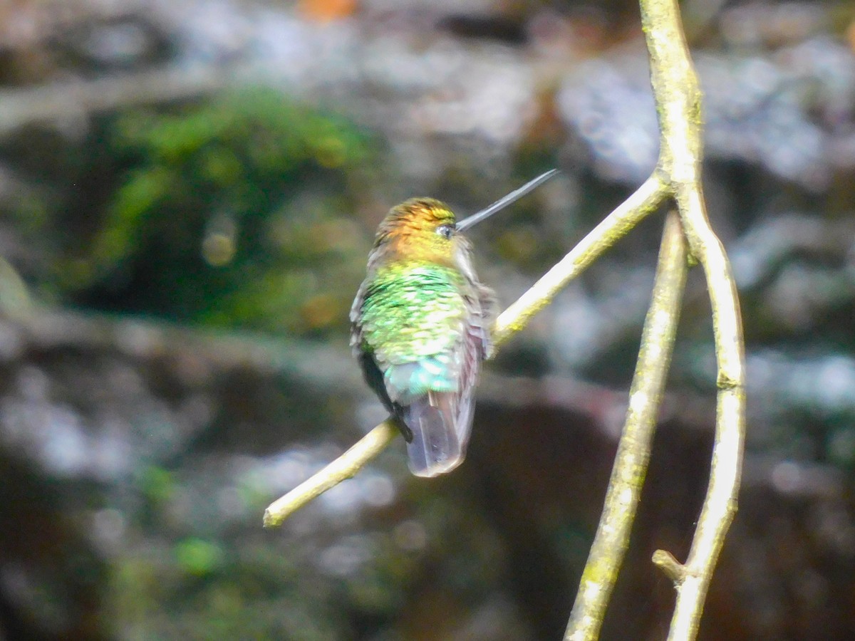 kolibřík zelenočelý - ML616092872