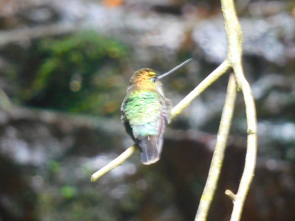 kolibřík zelenočelý - ML616092873