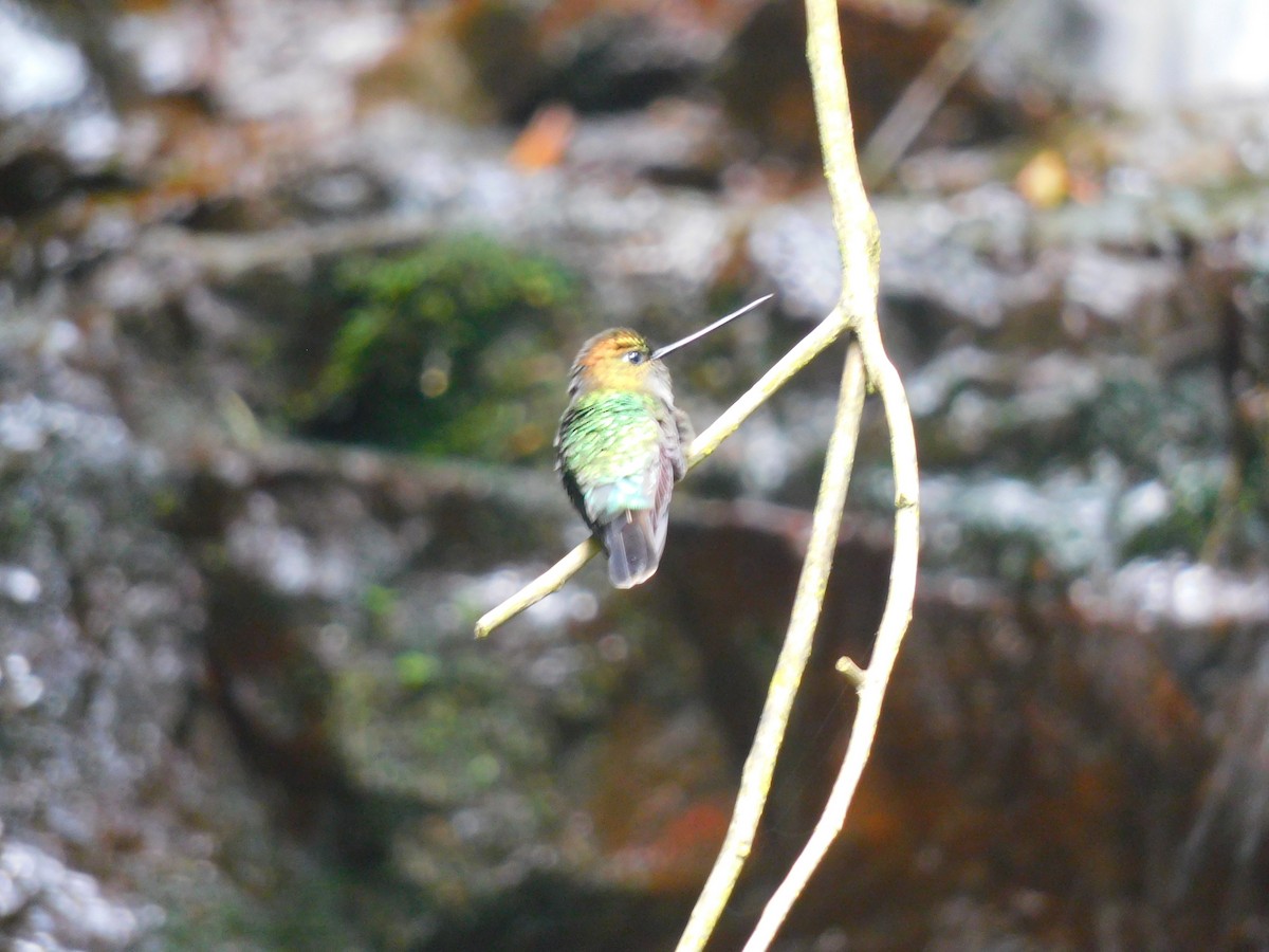 kolibřík zelenočelý - ML616092874