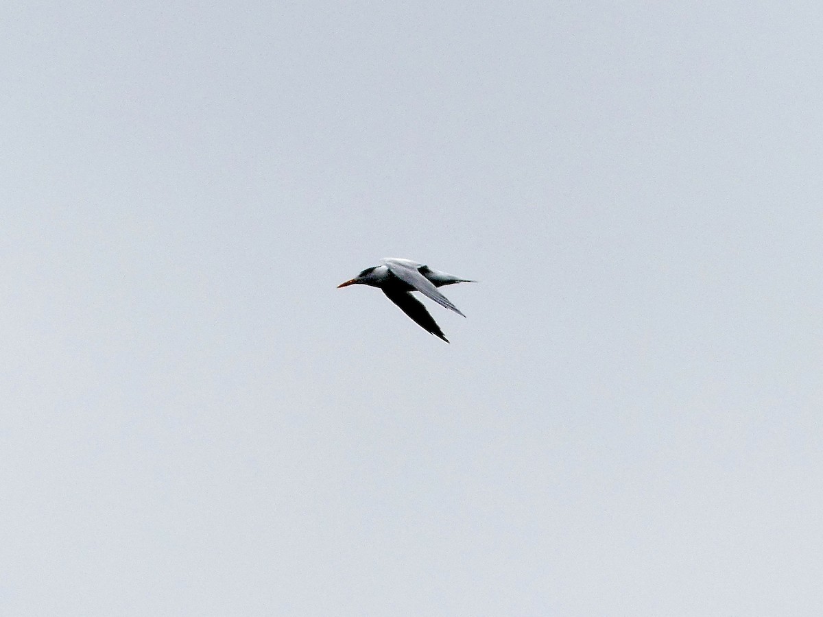 Royal Tern - ML616092878