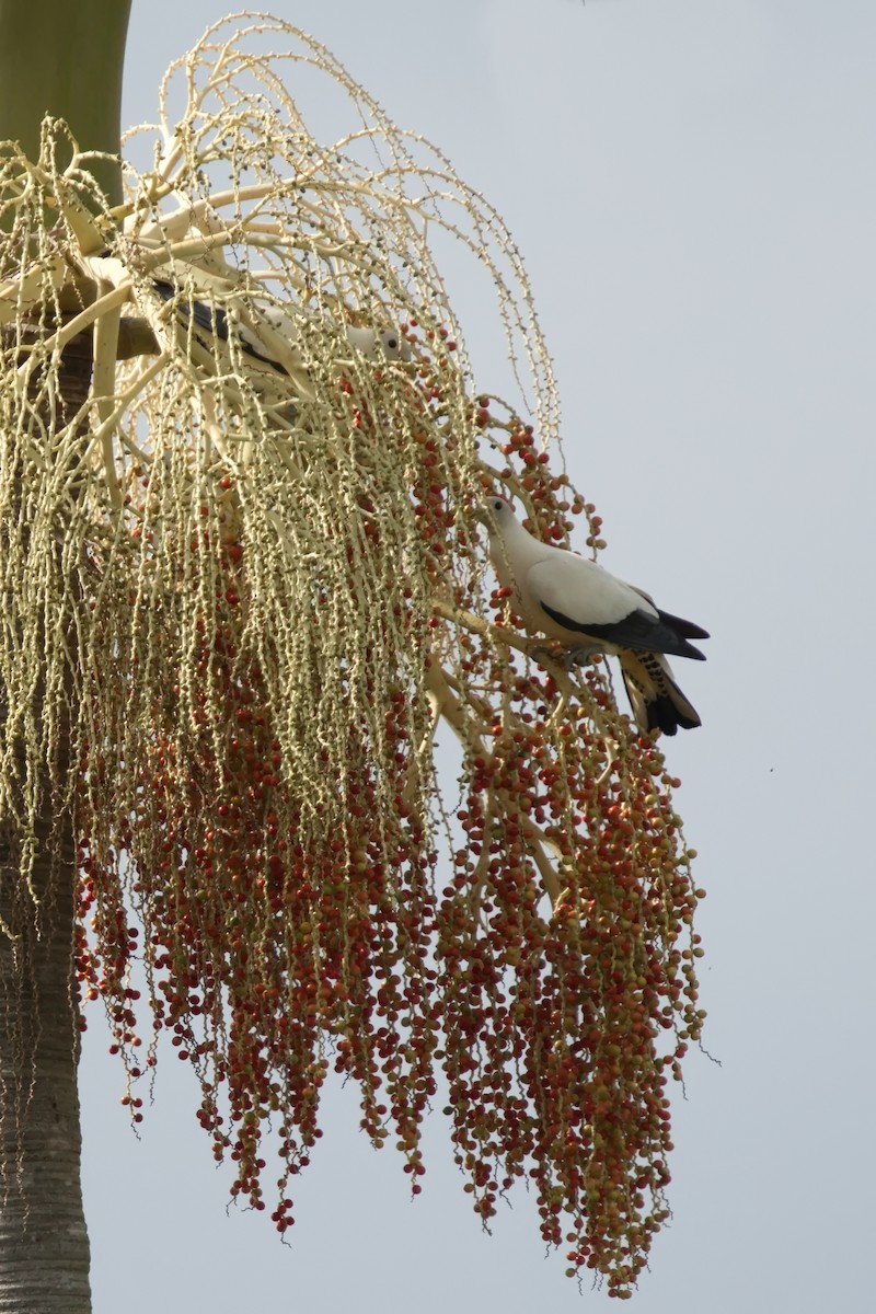 Torresian Imperial-Pigeon - ML616092885