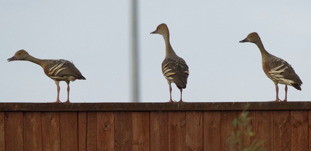 Plumed Whistling-Duck - Ed Pierce