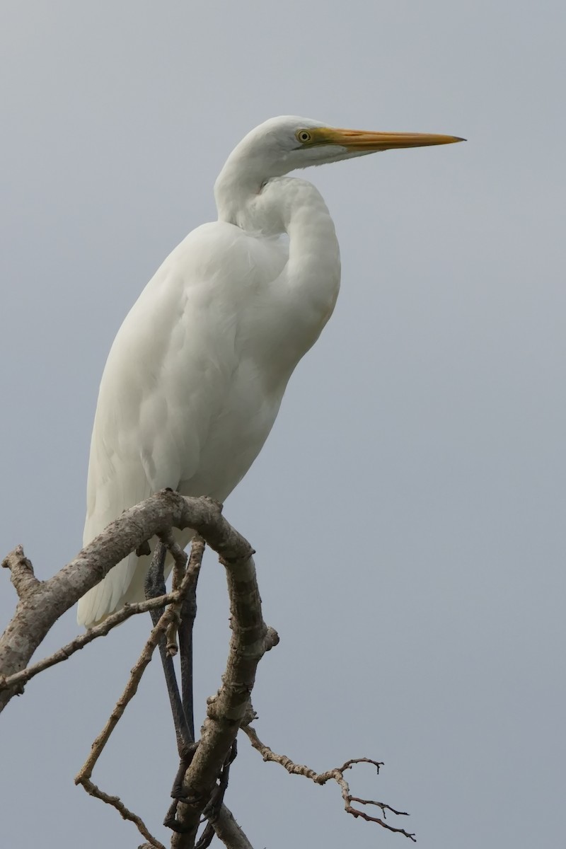 Great Egret - Ed Pierce