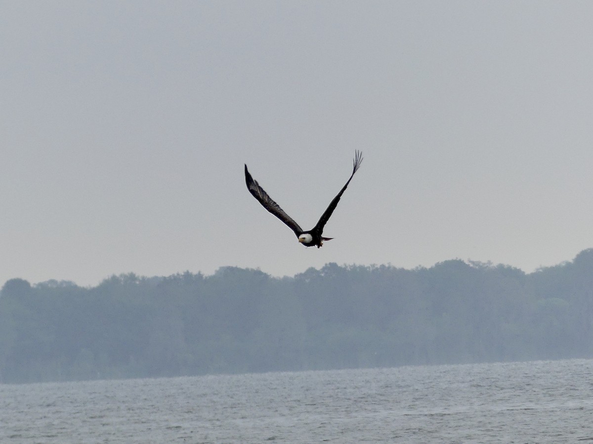 Bald Eagle - ML616092928