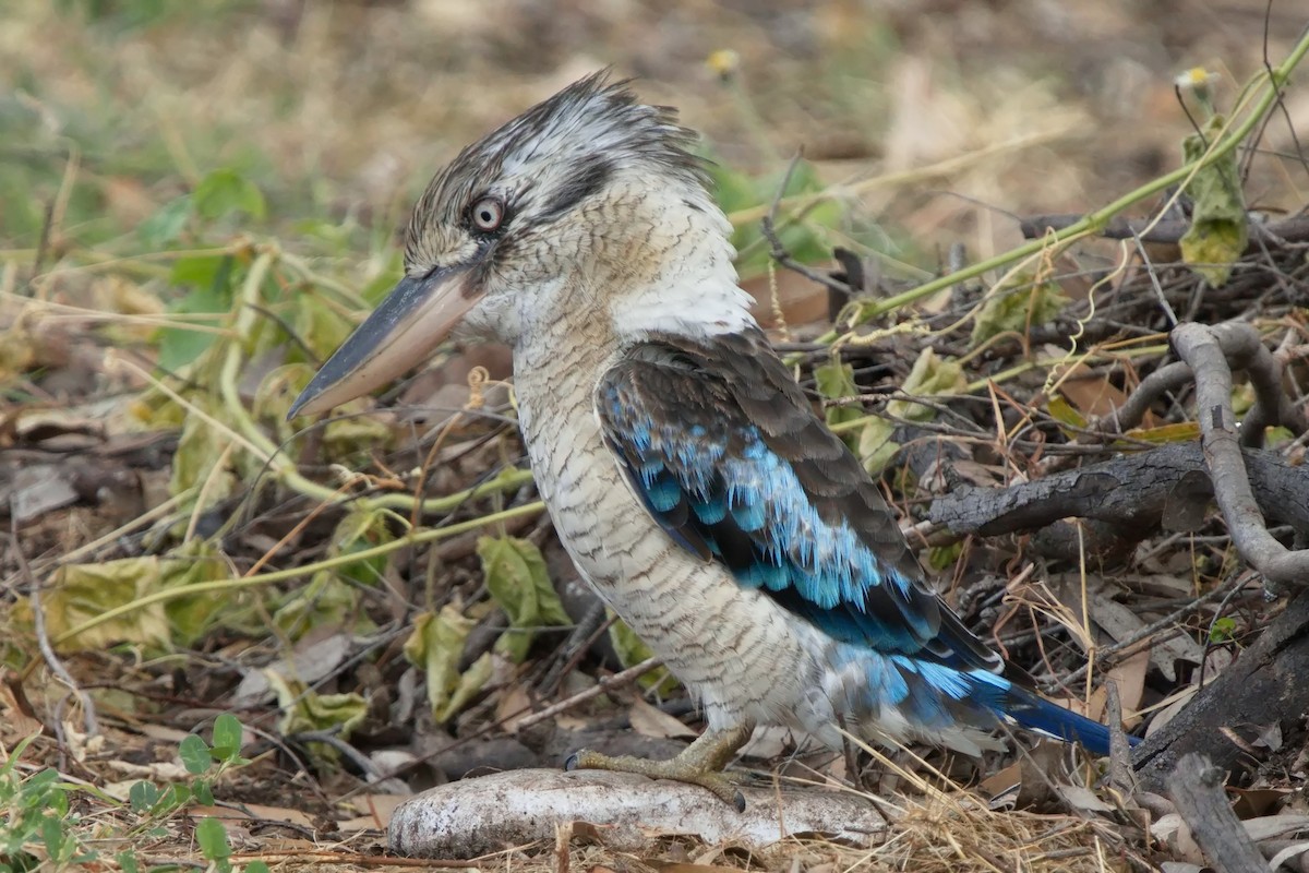 Blue-winged Kookaburra - Ed Pierce