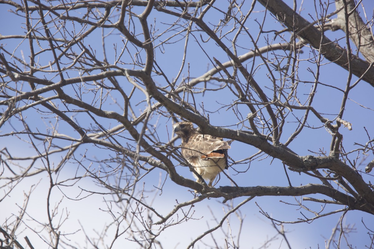 Red-tailed Hawk - ML616092944