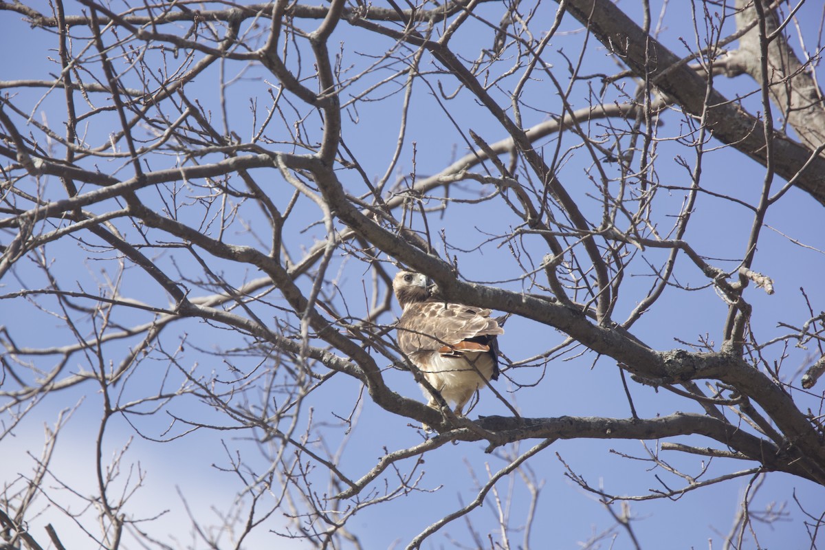 Red-tailed Hawk - ML616092945