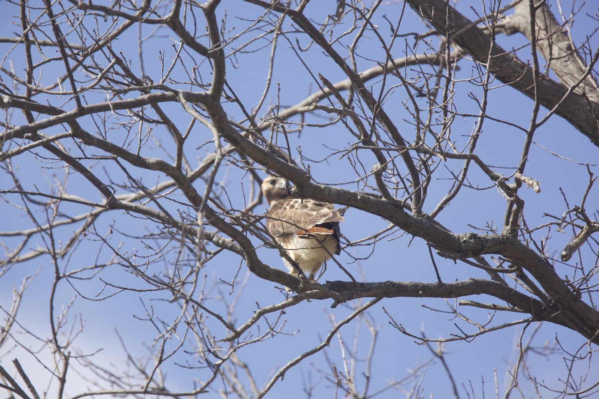 Red-tailed Hawk - ML616092947