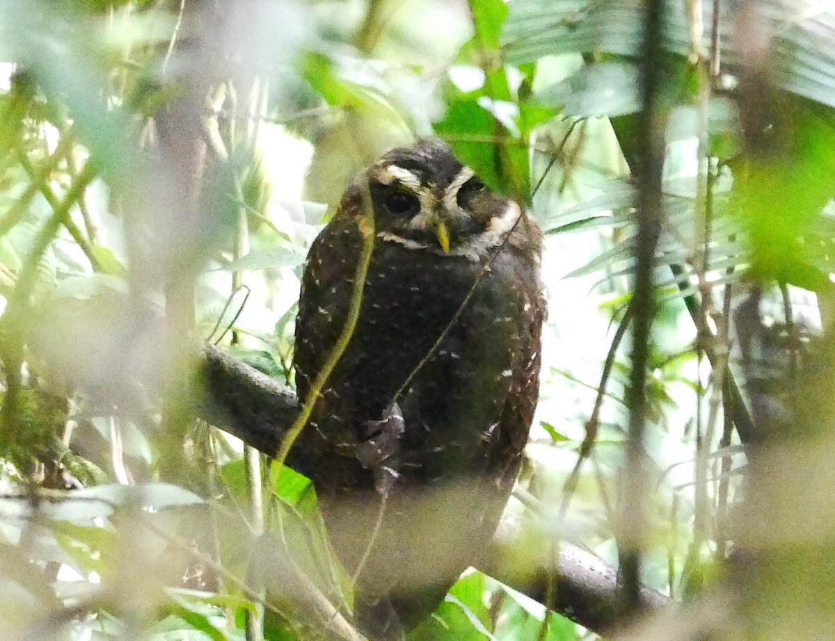 Band-bellied Owl - Brett Hartl