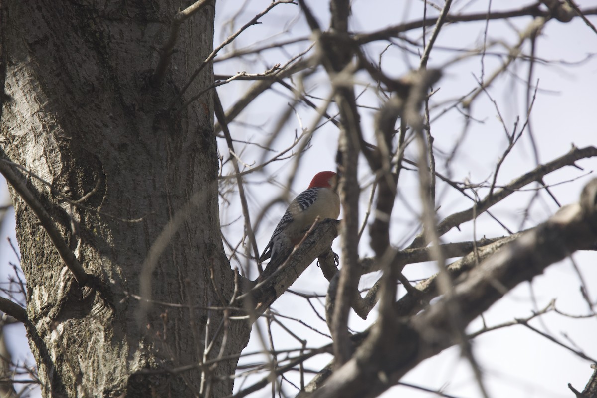 Red-bellied Woodpecker - ML616092970