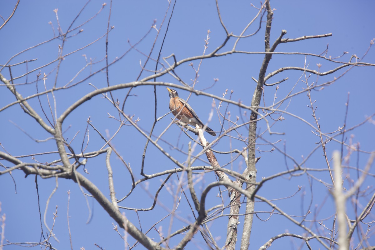 American Robin - ML616093025