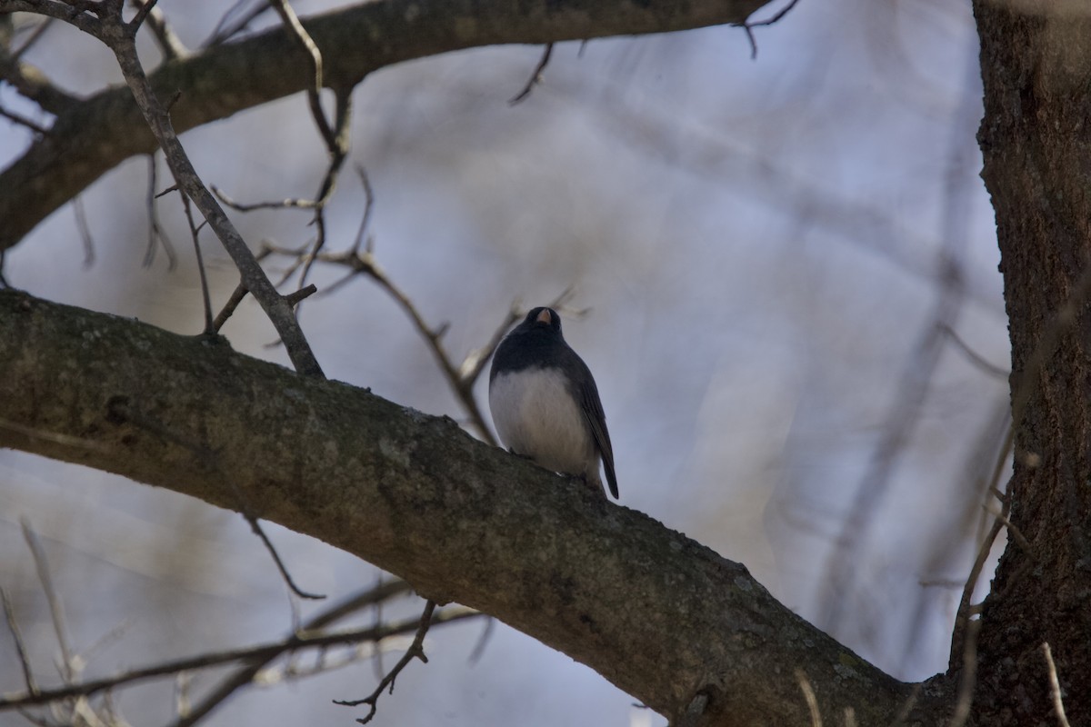 Dark-eyed Junco - Paul Miller