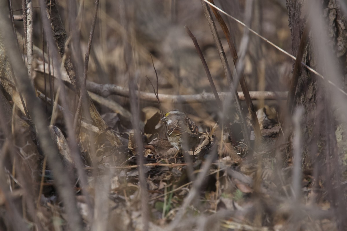 White-throated Sparrow - ML616093071