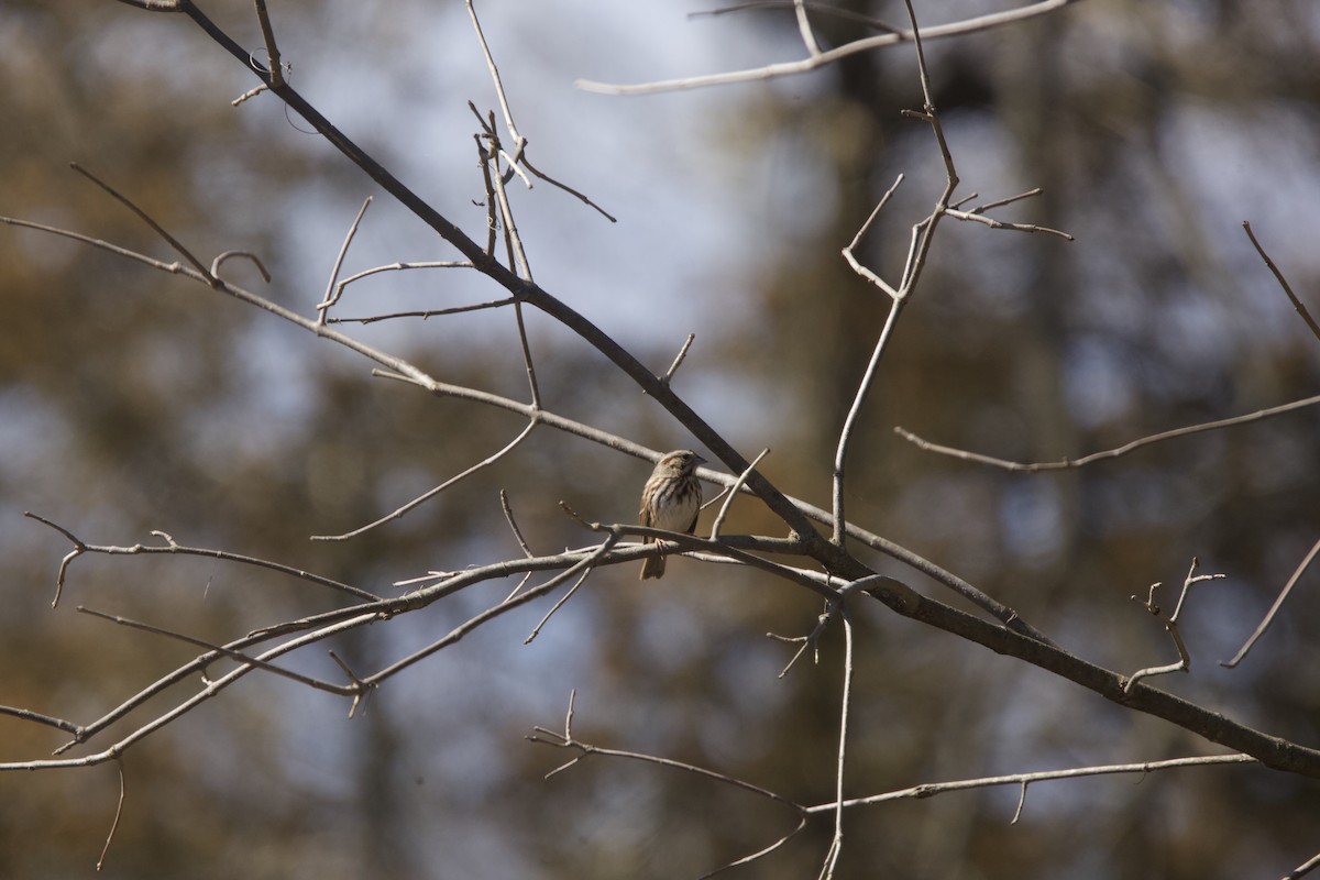 Song Sparrow - ML616093092