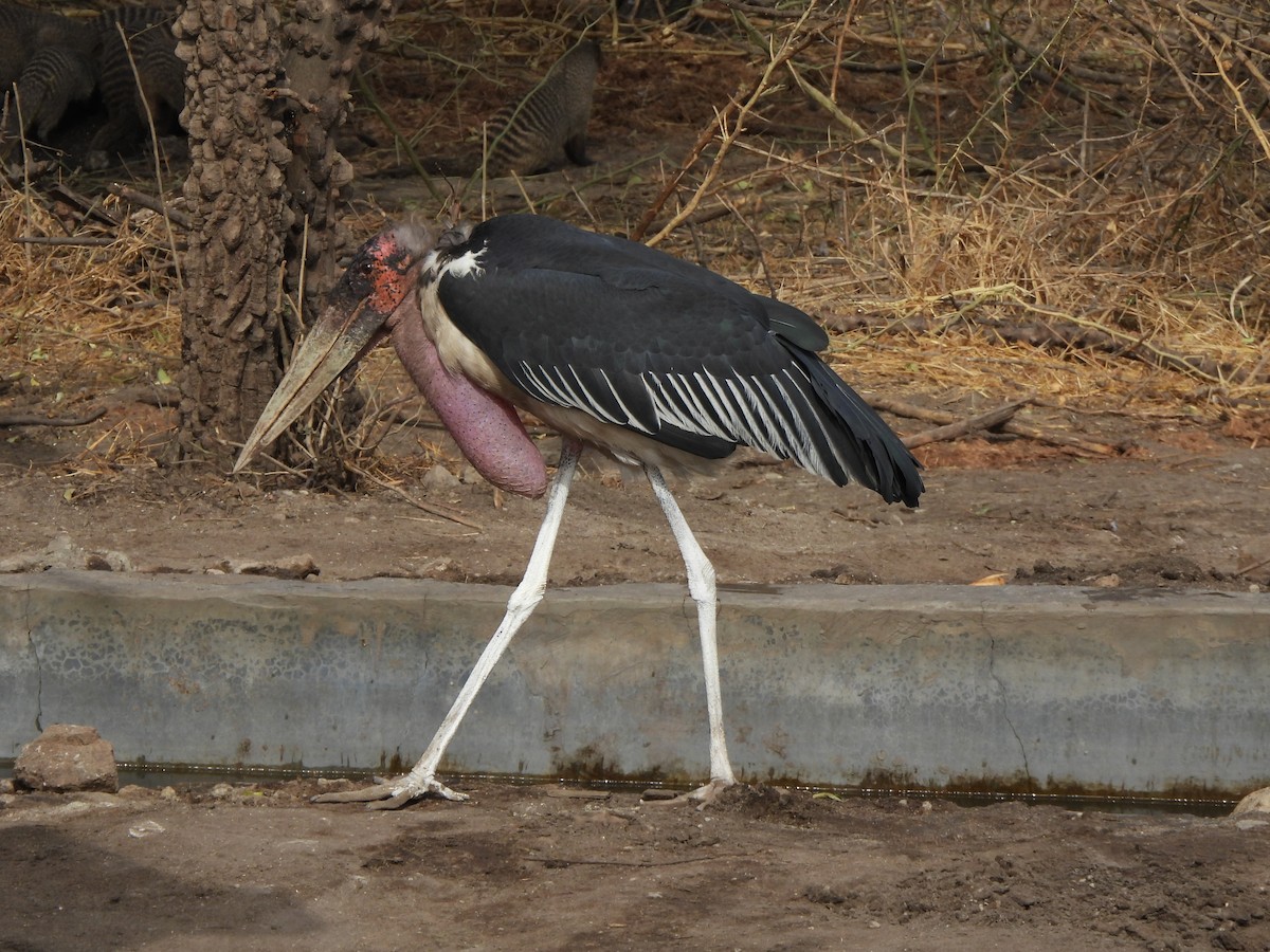 Marabou Stork - ML616093105