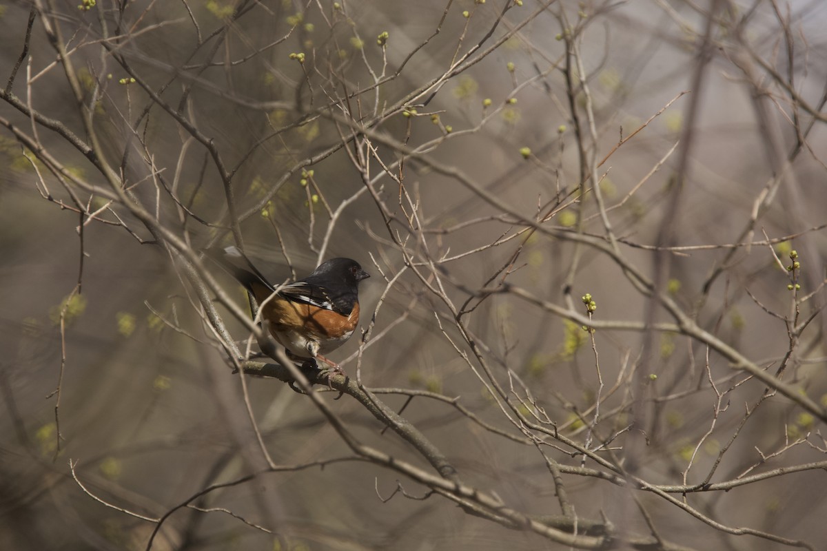 Eastern Towhee - ML616093108