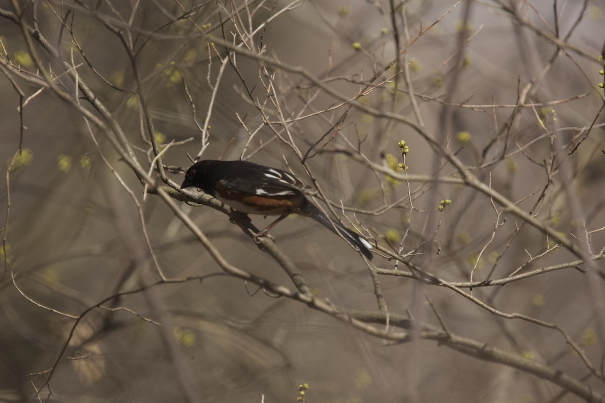 Eastern Towhee - ML616093109