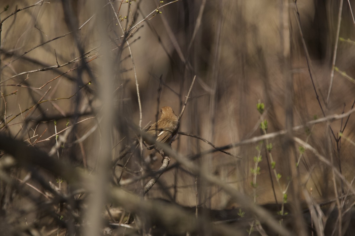 Eastern Towhee - ML616093110