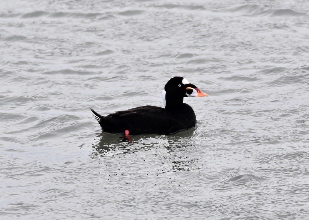 Surf Scoter - ML616093164