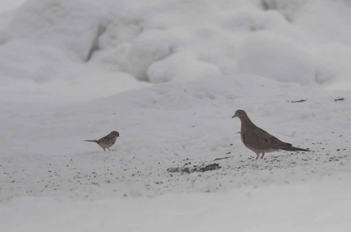 Mourning Dove - ML616093166