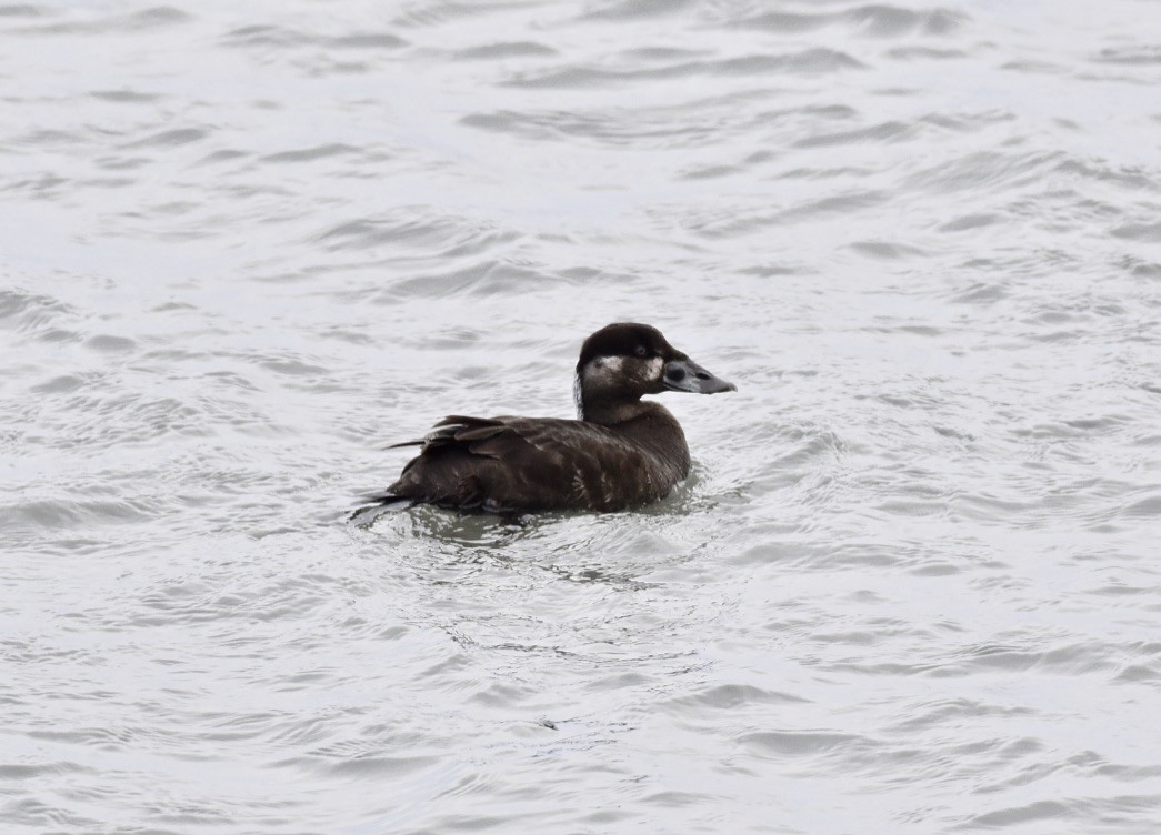 Surf Scoter - ML616093171