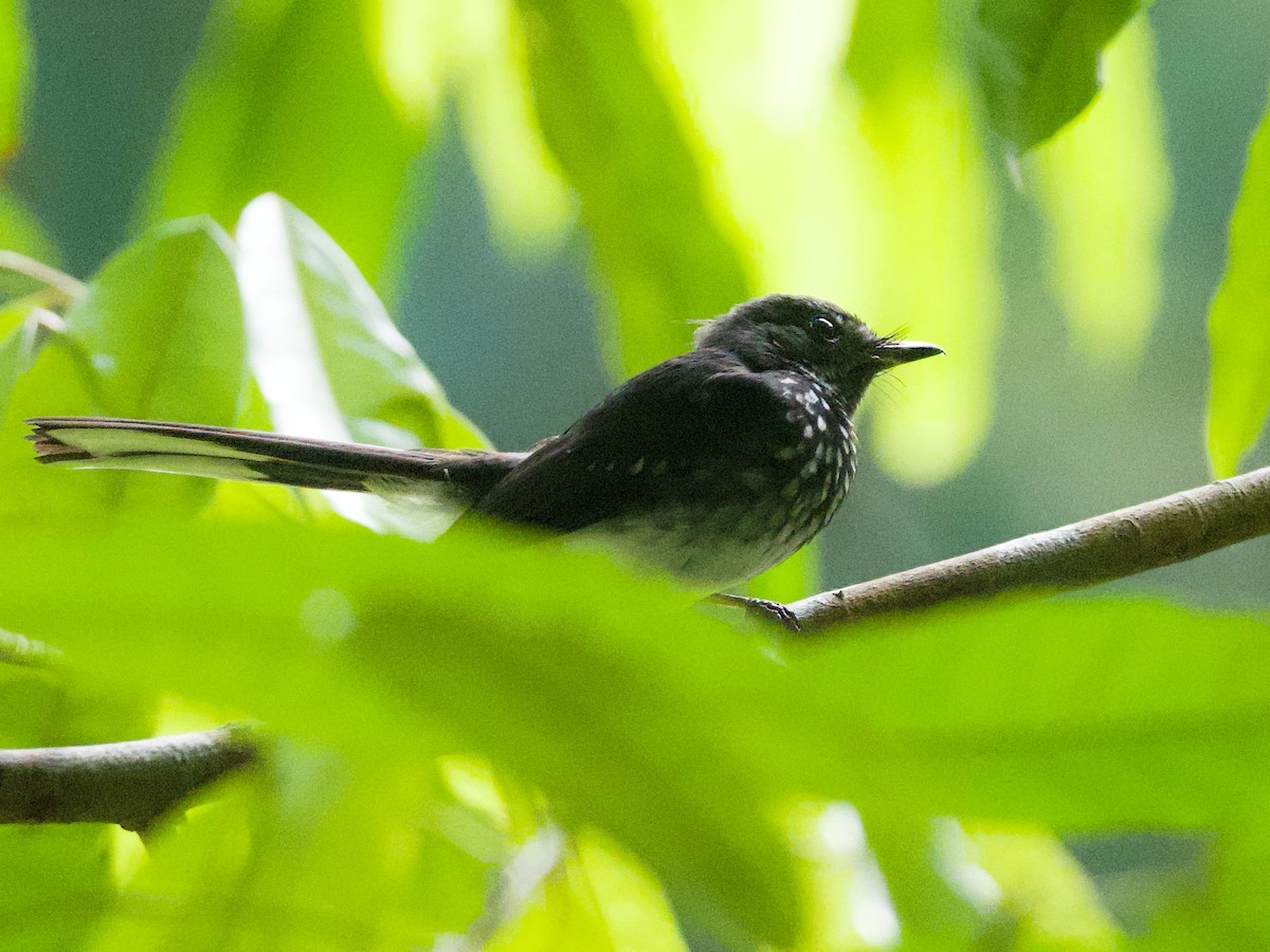 Spotted Fantail - Yingyod  Lapwong