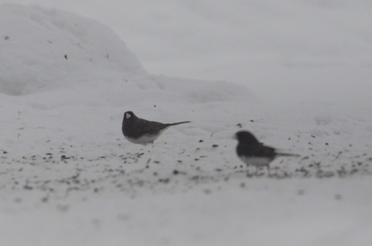 Dark-eyed Junco (Slate-colored) - ML616093179