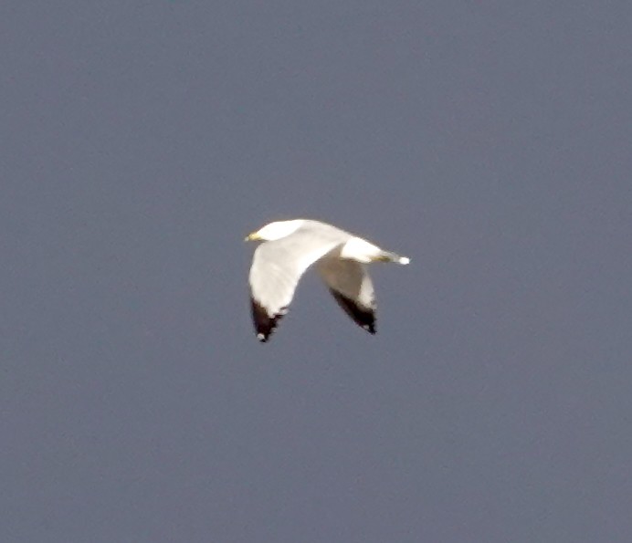 Ring-billed Gull - ML616093211