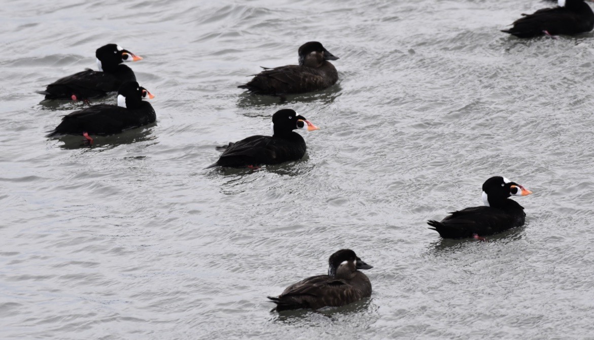 Surf Scoter - ML616093221