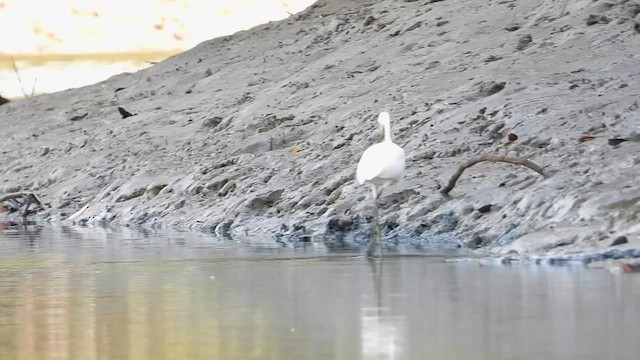 Little Egret - ML616093230