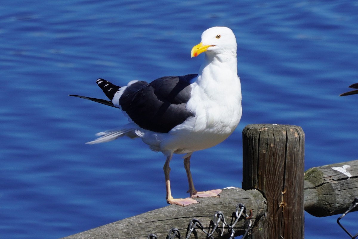 Western Gull - ML616093454