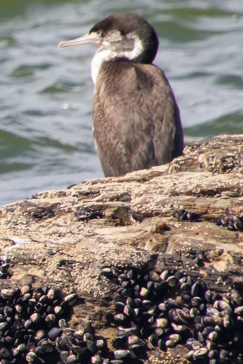 Pied Cormorant - ML616093463